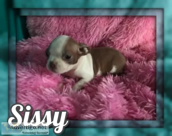 Sissy Female Boston Terrier