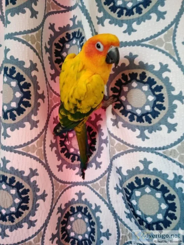 Sun Conure