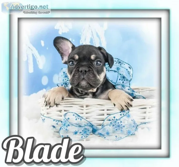 Blade AKC Male French Bulldog