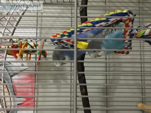 Two parakeets