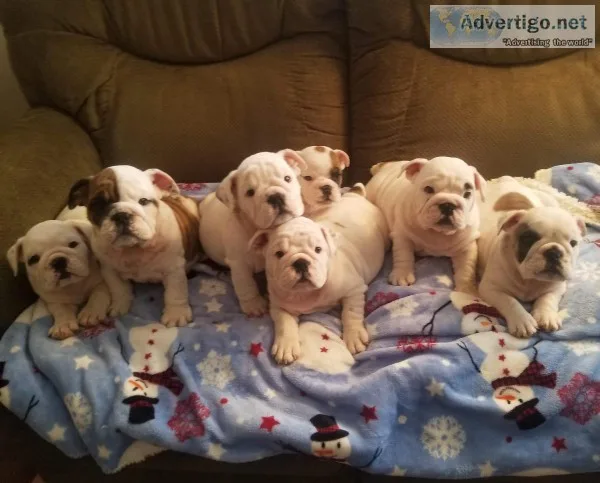 English Bulldog Puppies