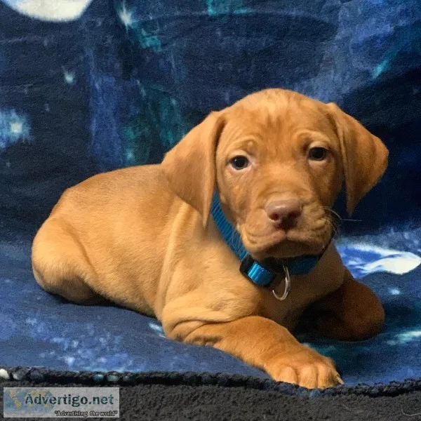 Vizsla Puppies