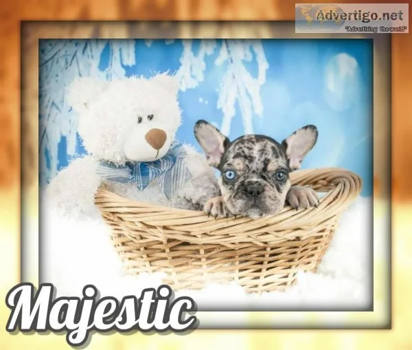 Majestic AKC Male French Bulldog