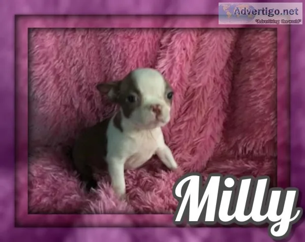 Milly Female Boston Terrier
