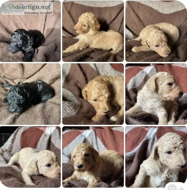 Standard Poodle Puppies