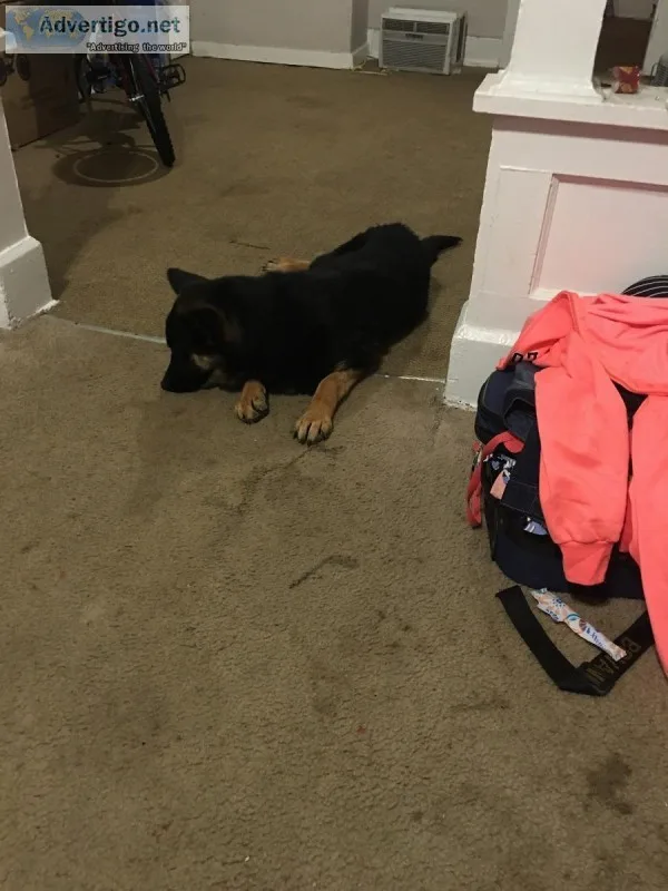 German Shepard