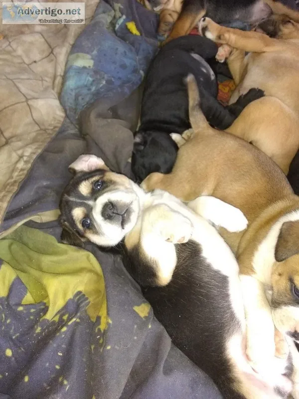 Free puppies