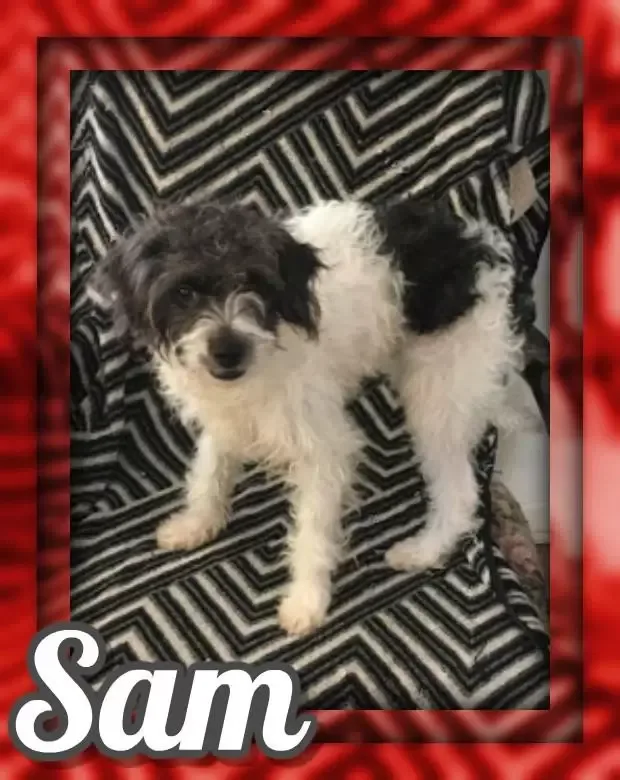 Sam Male Cavapoo