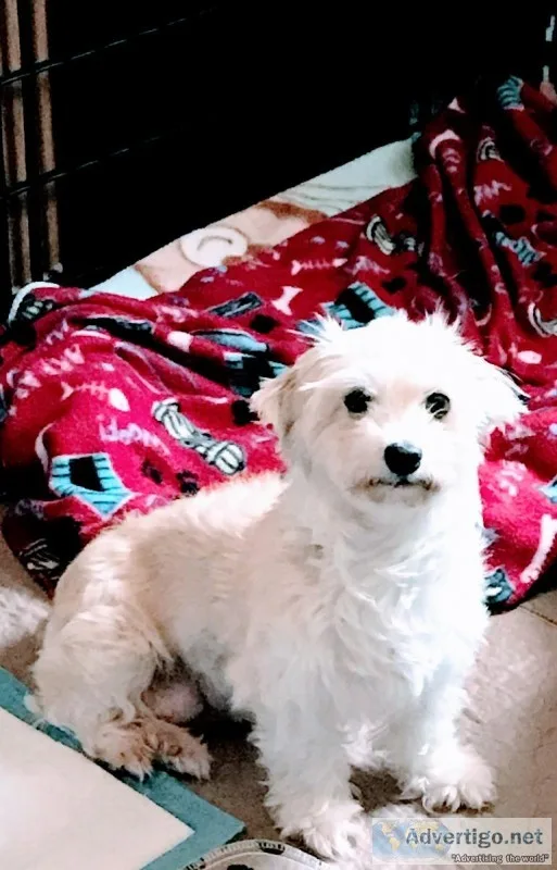 UKC Registered Havanese