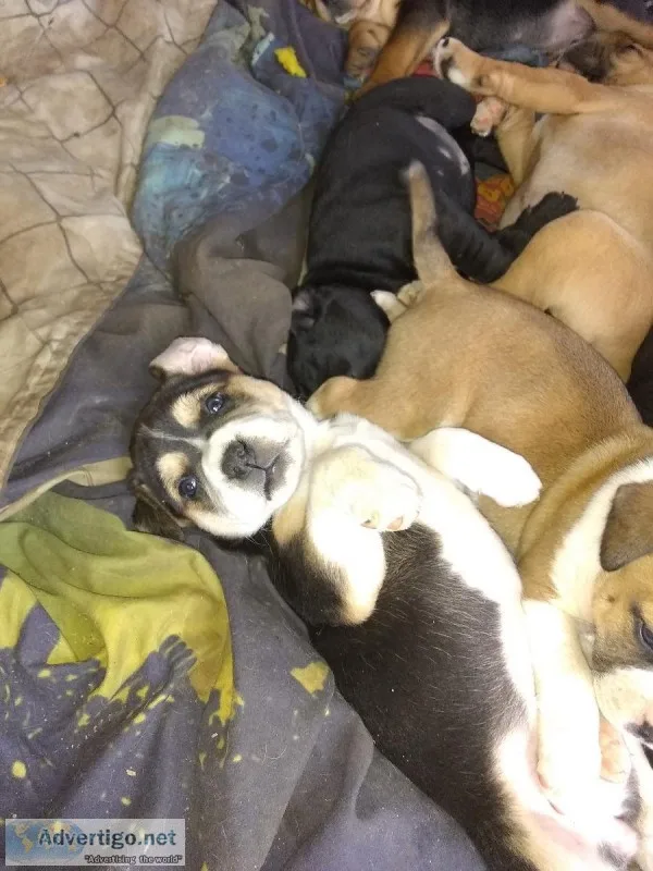 Free puppies