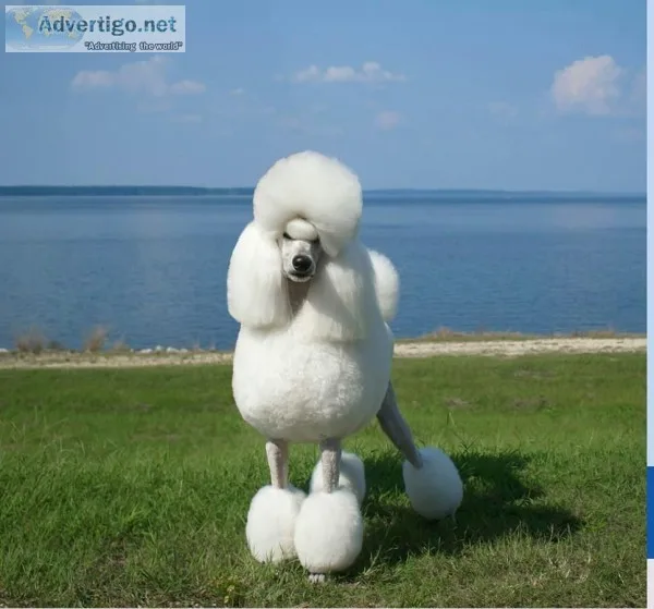 AKC Champion Bred Standard Poodle Puppies
