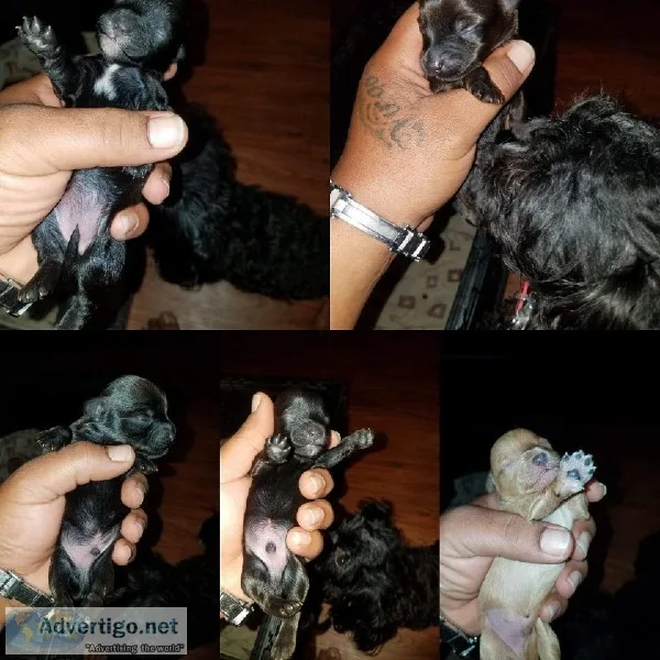 Shorkie poo pups
