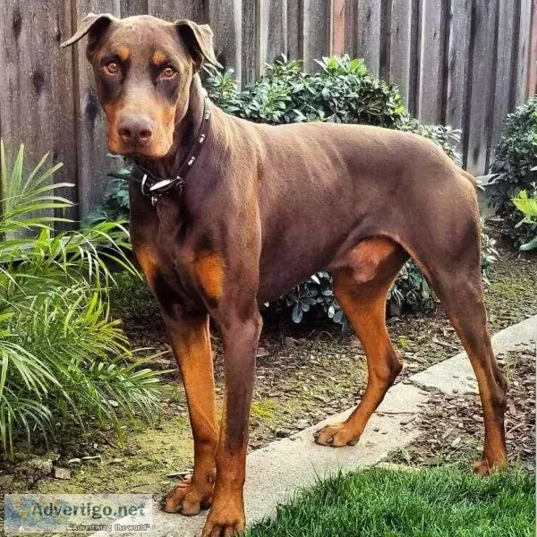 Red doberman 2ys old needs a forever home