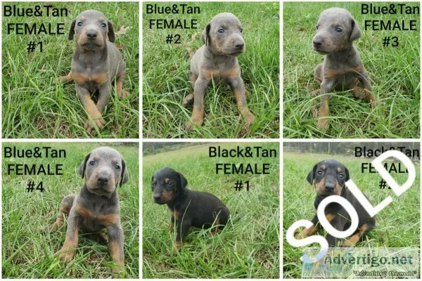 DOBERMAN PUPPIES