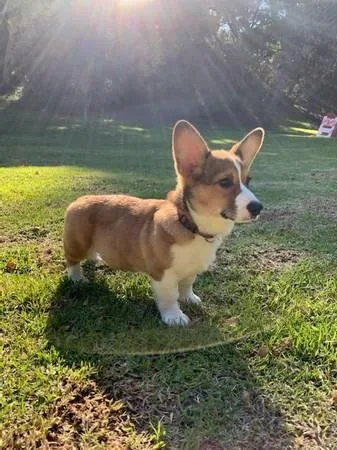Corgi puppies (Chico Ca)