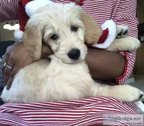 Female golden doodle puppy for sale