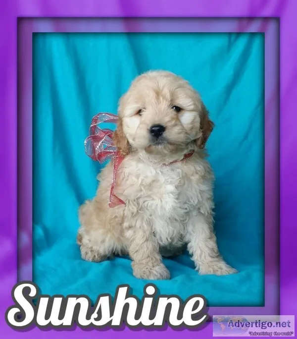 Sunshine Female Mini Goldendoodle
