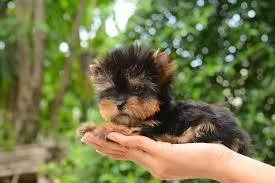 Yorkie Puppy