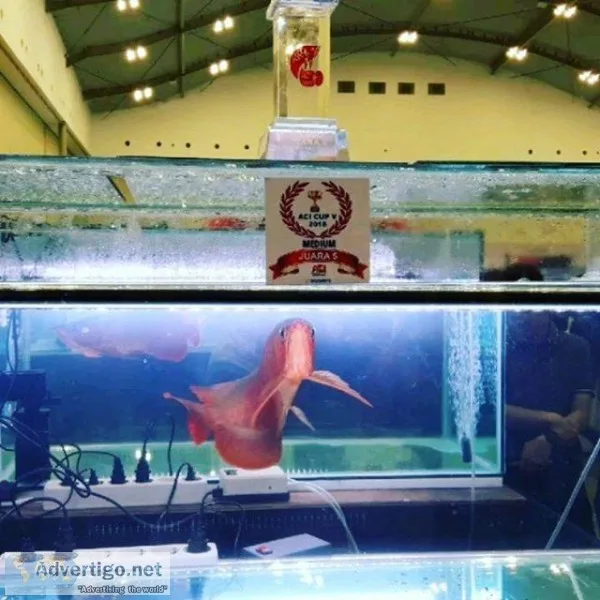 Arowana Fish
