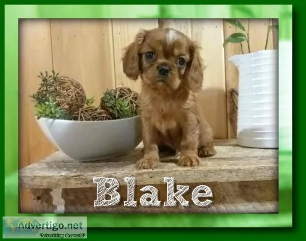 Blake Male AKC Cavalier