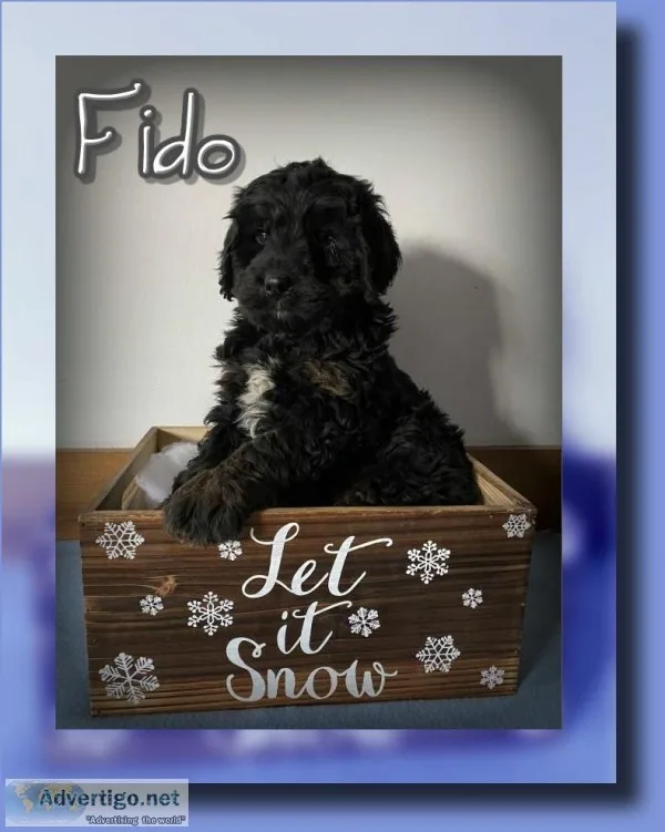 Fido Male F1 Berndoodle