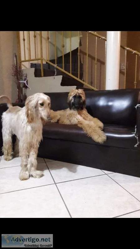 Afghan Hound