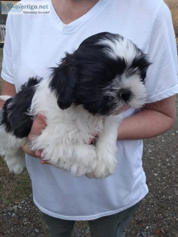 AKC Shih Tzu Puppies