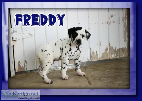 Freddy Male Dalmatian