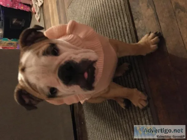 6 month old English bulldog