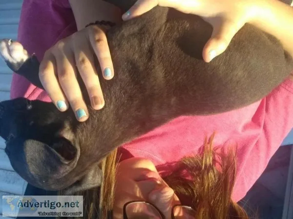 Pitboxer puppy