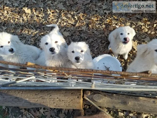 Great Pyrenees