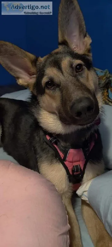 German Shepherd puppy