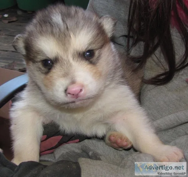 Gold Malamute Pup