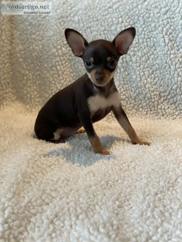 Toy Terrier Puppies - RARE IN THE US