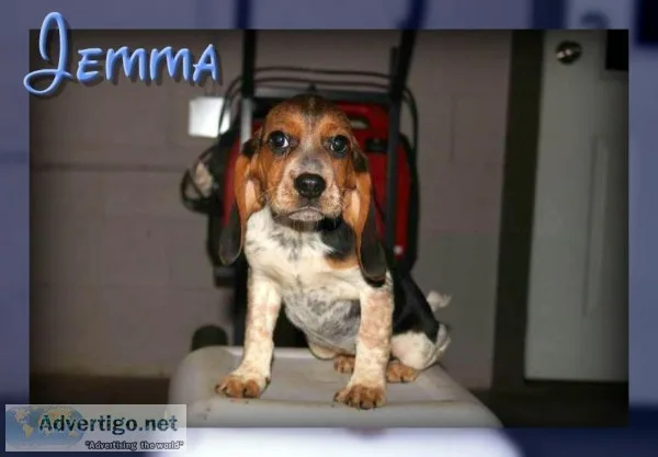Jemma Female Beagle