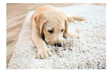 Rug Cleaning in San Antonio  juststeamitcleaners. com