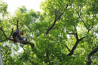 Searching for the service of Tree Trimming in Fergus