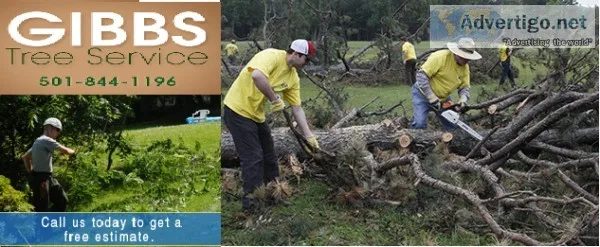 Immediately remove tree stump with Expert Assistance from Gibbs 
