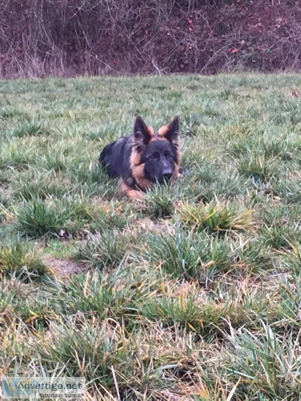 Long Coat German Shepherd