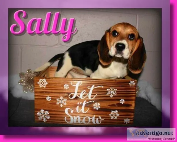 Sally Female Beagle