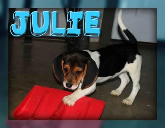 Julie Female Beagle