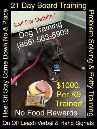 Dog trainer for hire