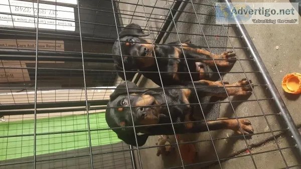 Rottweiler Puppies