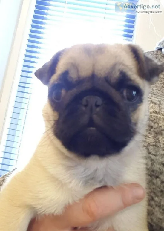 7 months old female fawn pug pup