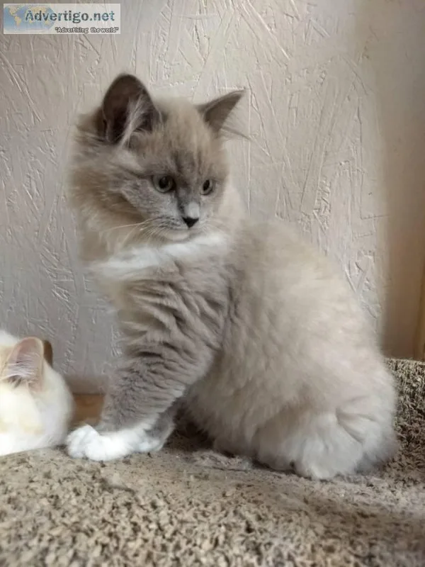 Beautiful Male and Female Ragdoll kittens ready Now