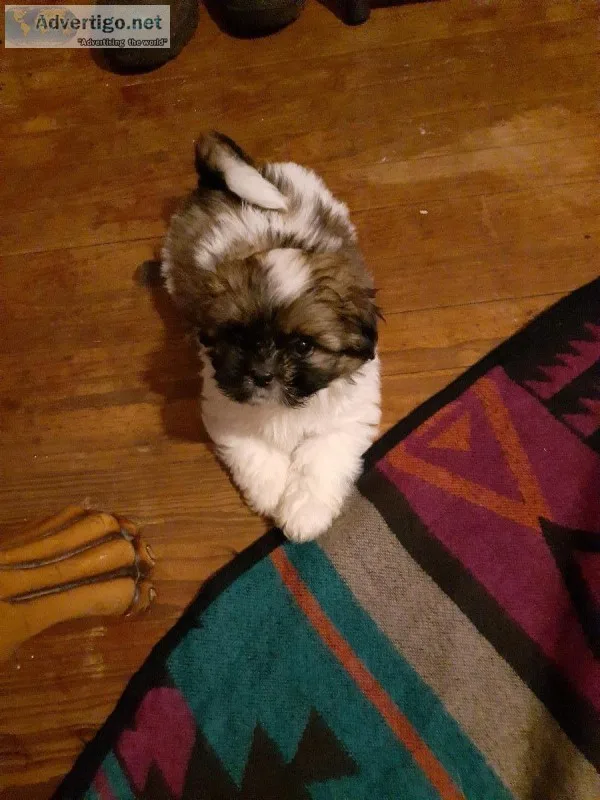 Shih tzu puppies