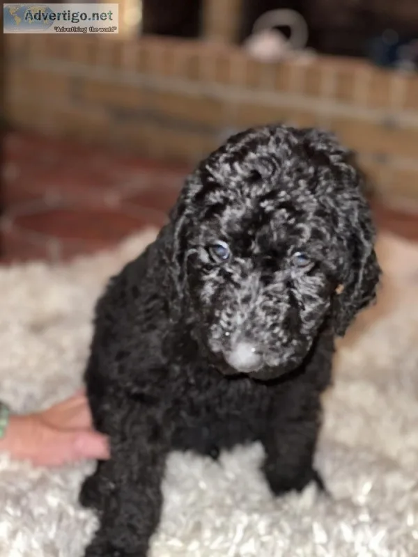 F3 Labradoodle Puppies