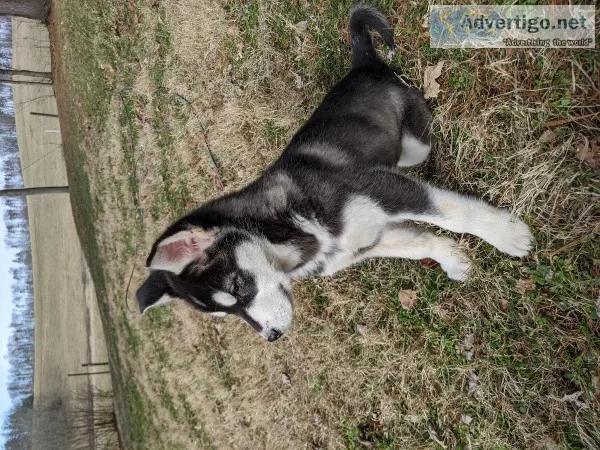 Alaskan Malamute Puppies
