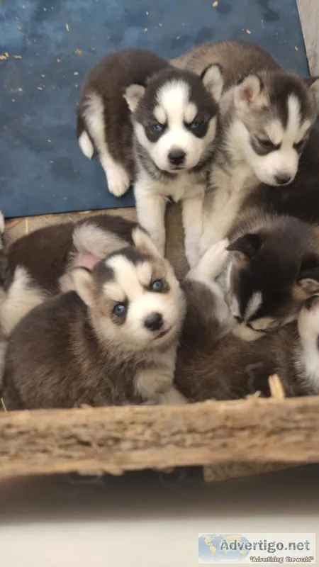 Purebred Siberian Husky Puppies