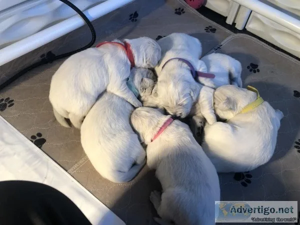 AKC English cream golden puppies